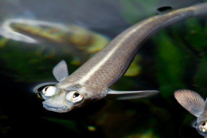 سمكة رباعية الأعين