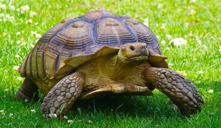 السلاحف أقدم الحيوانات على الأرض