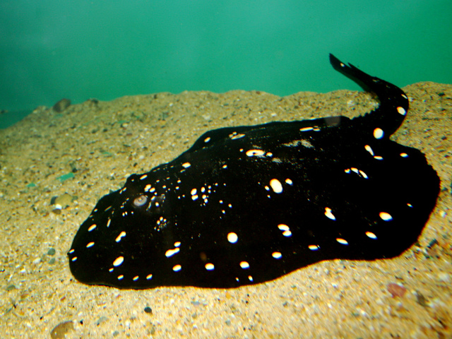 سمكة Freshwater Polka Dot Stingray