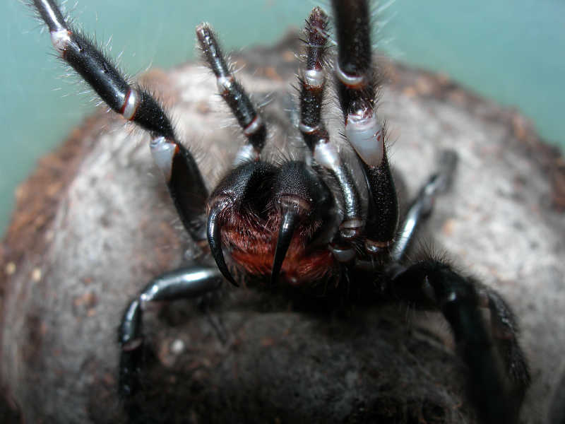 العنكبوت الأسترالي
